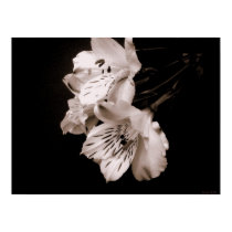 Sepia Alstroemeria Lily Poster posters