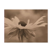 Sepia Black Eyed Susan Flower Photo Postcard by SmilinEyesTreasures Sepia Black Eyed Susan Flower Photo Postcard