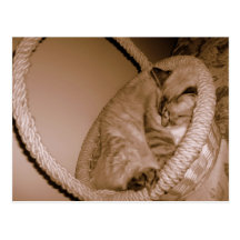 Sepia cat in basket sleeping Postcard
