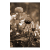 Sepia Cone Flower posters