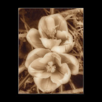 Sepia crocuses postcards