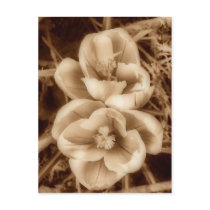 Sepia crocuses postcards