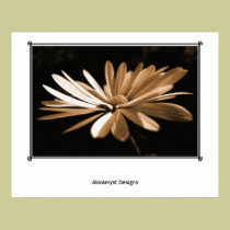 Sepia Daisy posters