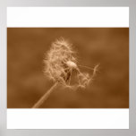 Sepia Dandelion Poster/Print