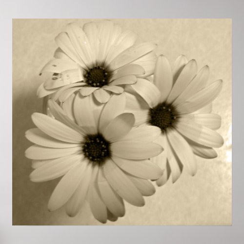 Sepia Flowers print