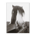 Sepia Horse Portrait Postcard by SnapiKat Sepia Horse Portrait Postcard