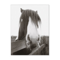 Sepia Horse Portrait Postcard by SnapiKat Sepia Horse Portrait Postcard