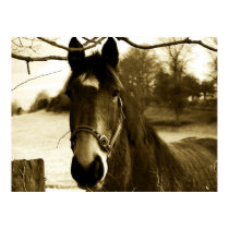 Sepia Horse posters by rabidbadger Sepia Horse posters