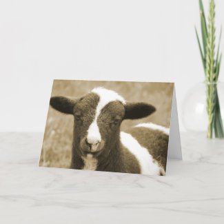 Sepia Jacob Lamb Birthday card