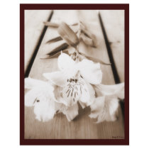 Sepia Lily Letterhead