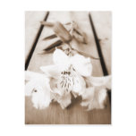 Sepia Lily Postcard