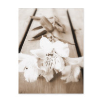Sepia Lily Postcard