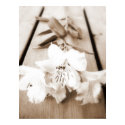 Sepia Lily Poster posters