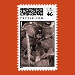 sepia, photography, postage, stamp, orchid,