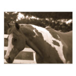 Sepia Pinto Mare Postcards