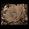 Sepia Rose Flower Photo Poster Print