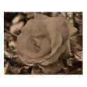 Sepia Rose Flower Photo Poster Print by SmilinEyesTreasures Sepia Rose Flower Photo Poster Print