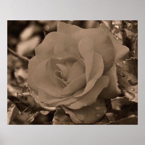 Sepia Rose Flower Photography Poster Print print