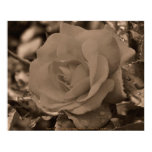 Sepia Rose Flower Photography Poster Print