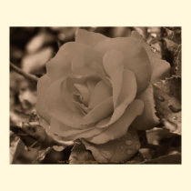 Sepia Rose Flower Photography Poster Print