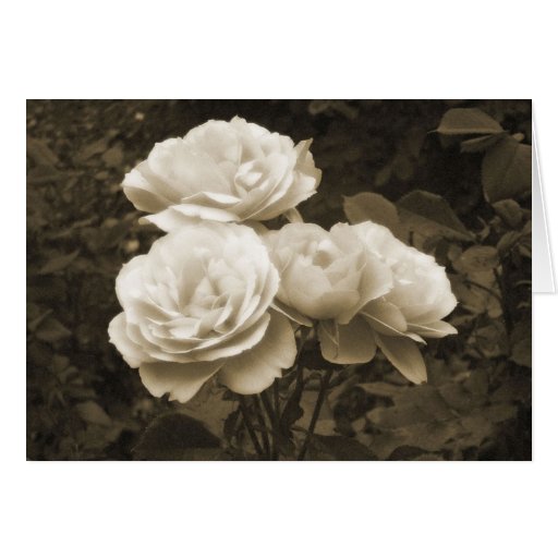 Sepia Roses Notecard