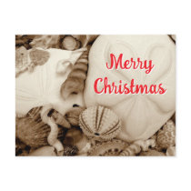 Sepia Sand Dollar Christmas postcards
