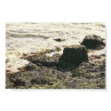 Sepia seashore posters