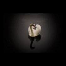 Sepia Swan print posters