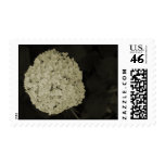 Sepia tone Hydrangea flower wedding postage stamps