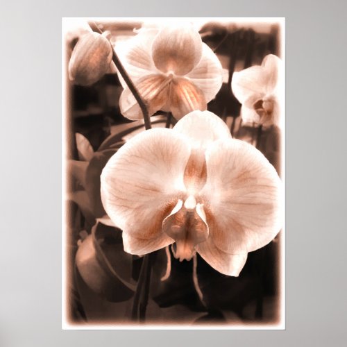 Sepia Tone Phalaeonopsis Orchid print