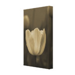 Sepia tone single tulip flower blossom up close stretched canvas prints