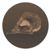 Sepia Toned Finch Skull by KLM stickers