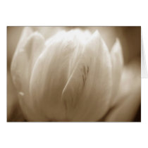 Sepia Tulips cards
