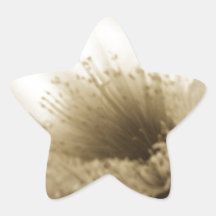 Sepia White Flower Star Sticker