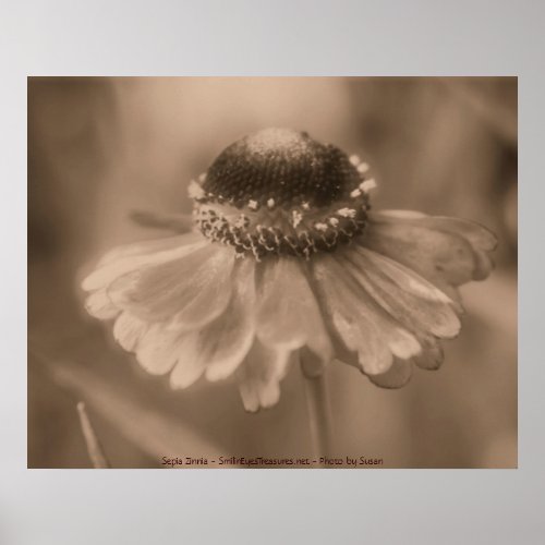 Sepia Zinnia Flower Photography Poster Print print