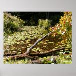 September Pond ~ print