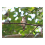 September Rufous Hummingbird