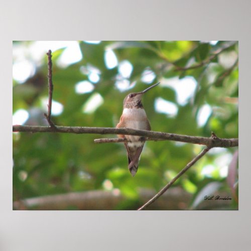 September Rufous Hummingbird print