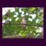 September Rufous Hummingbird posters