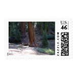Seqoias Trees Trails Postage