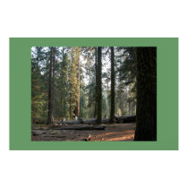 Sequoia Forest posters