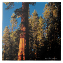 Sequoia National Park , California 2 Ceramic Tiles