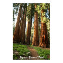 Sequoia National Park posters by surpasspro Sequoia National Park posters