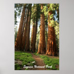 Sequoia National Park Print