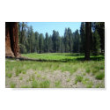 Sequoia posters by kingspace Sequoia posters
