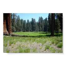 Sequoia  posters