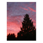 Sequoia Sunrise Post Cards
