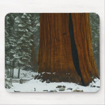Sequoia Tree in Winter Mousepad