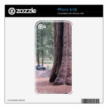 Sequoia  Tree King skins