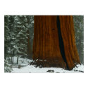 Sequoia Tree Poster posters by WanderLinArts Sequoia Tree Poster posters